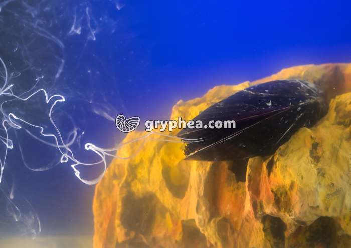 Emission des produits génitaux chez une Moule mâle - gryphea.org